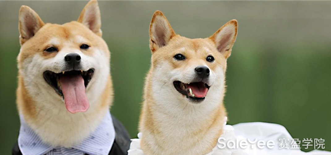 赛盈商品 | “萌宠经济”不断升温，市场增速显著下透露哪些机会？