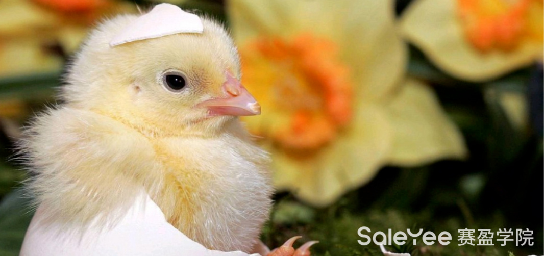 赛盈商品 | 这个小赛道被大多数人忽略，却有一批卖家悄悄在爆单！